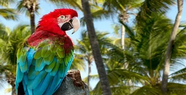 Punta cana